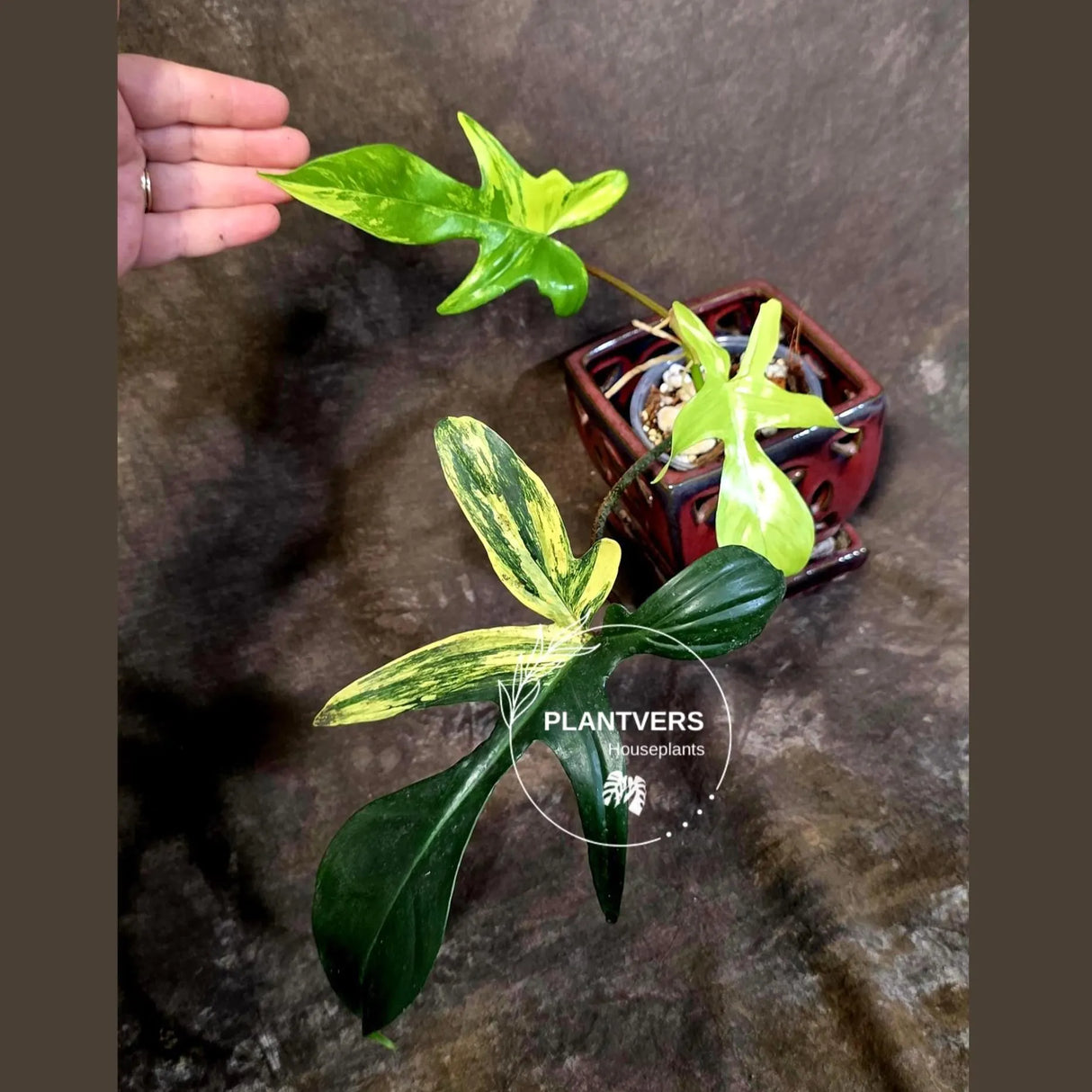 Variegated Philodendron Florida Beauty - Rare Collector Plant - Exact Plant (June-16-26)