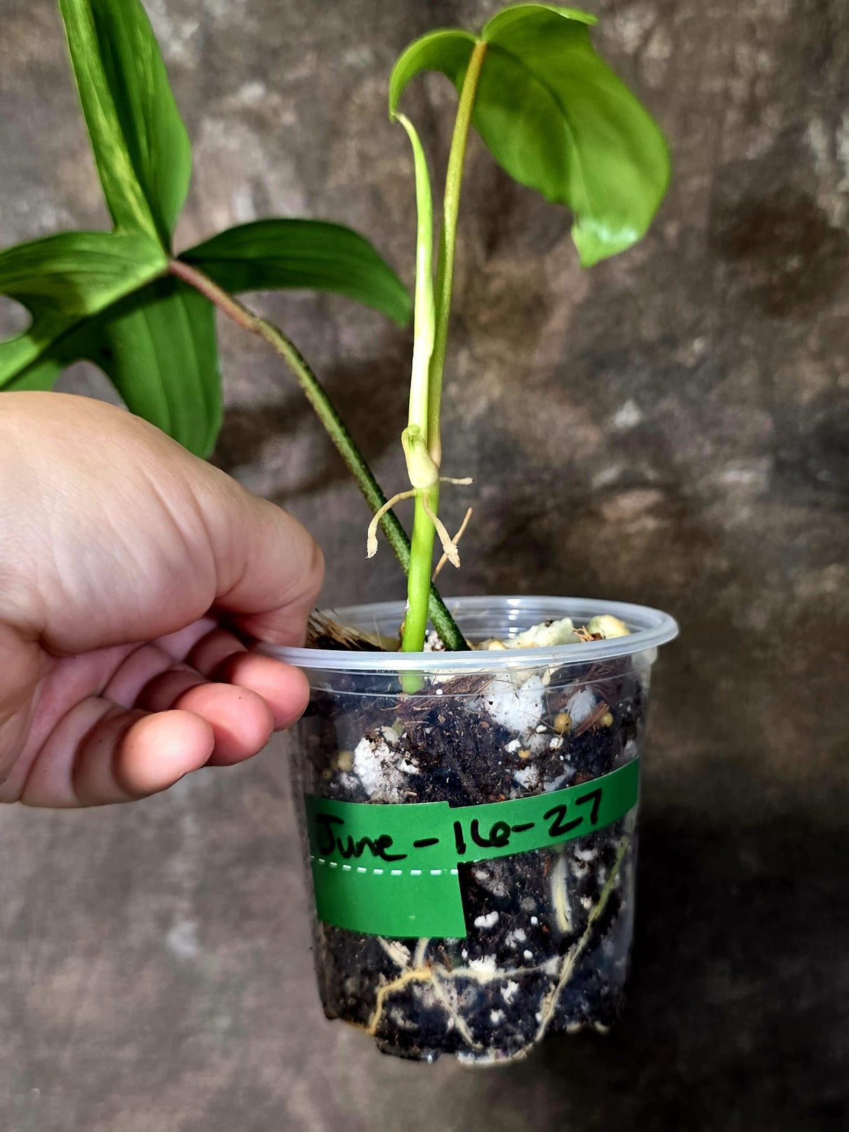 Variegated Philodendron Florida Beauty - Rare Collector Plant - Exact Plant (June-16-27)