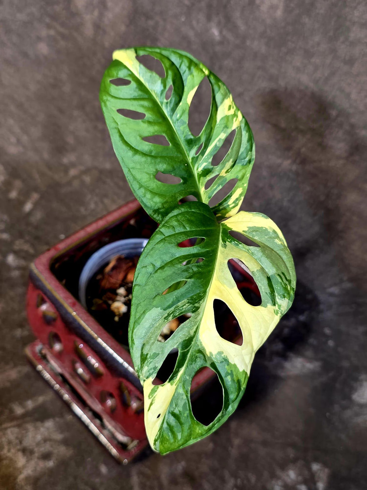 Monstera Adansonii Albo Half Moon - Variegated Plant - Exact Plant - US Seller (June-16-28)