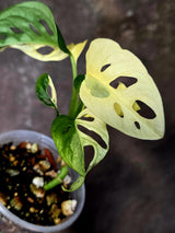 Variegated Monstera Adansonii Albo - Rare Swiss Cheese Plant - Exact Plant (June-16-29)