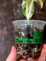 Variegated Monstera Adansonii Albo - Rare Swiss Cheese Plant - Exact Plant (June-16-30)