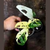 Variegated Monstera Adansonii Albo - Rare Swiss Cheese Plant - Exact Plant (June-16-30)