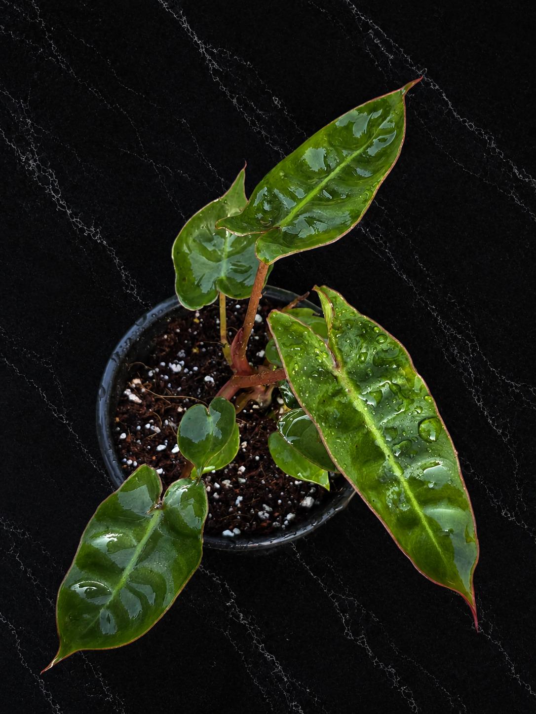 Philodendron Billietiae Starter Plant in 3" Pot – Rare Climbing Aroid – Tropical Indoor Houseplant – Live Collector Plant