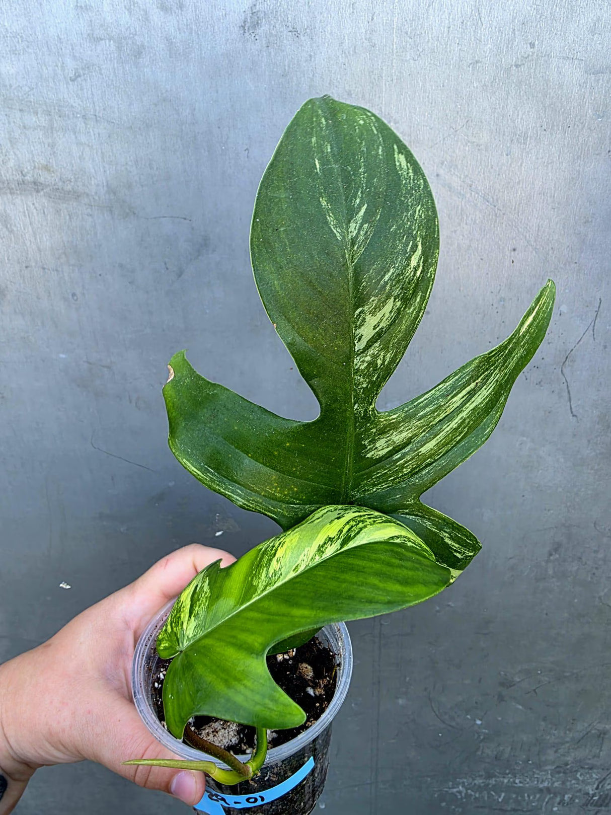 Philodendron Florida Beauty Variegated - Rare Collector Plant - (June-29-01)