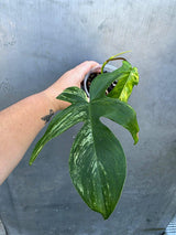 Philodendron Florida Beauty Variegated - Rare Collector Plant - (June-29-01)