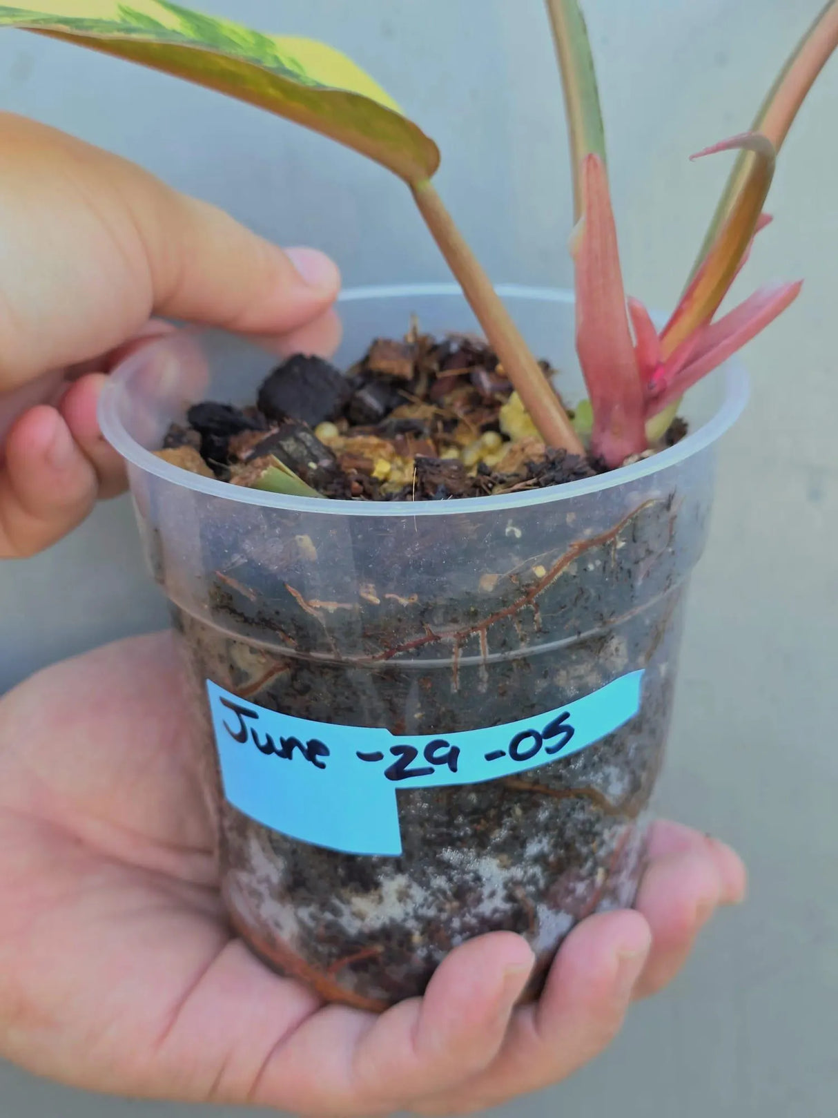 Philodendron Caramel Marble Variegated - EXACT Plant - (June-29-05-ER )