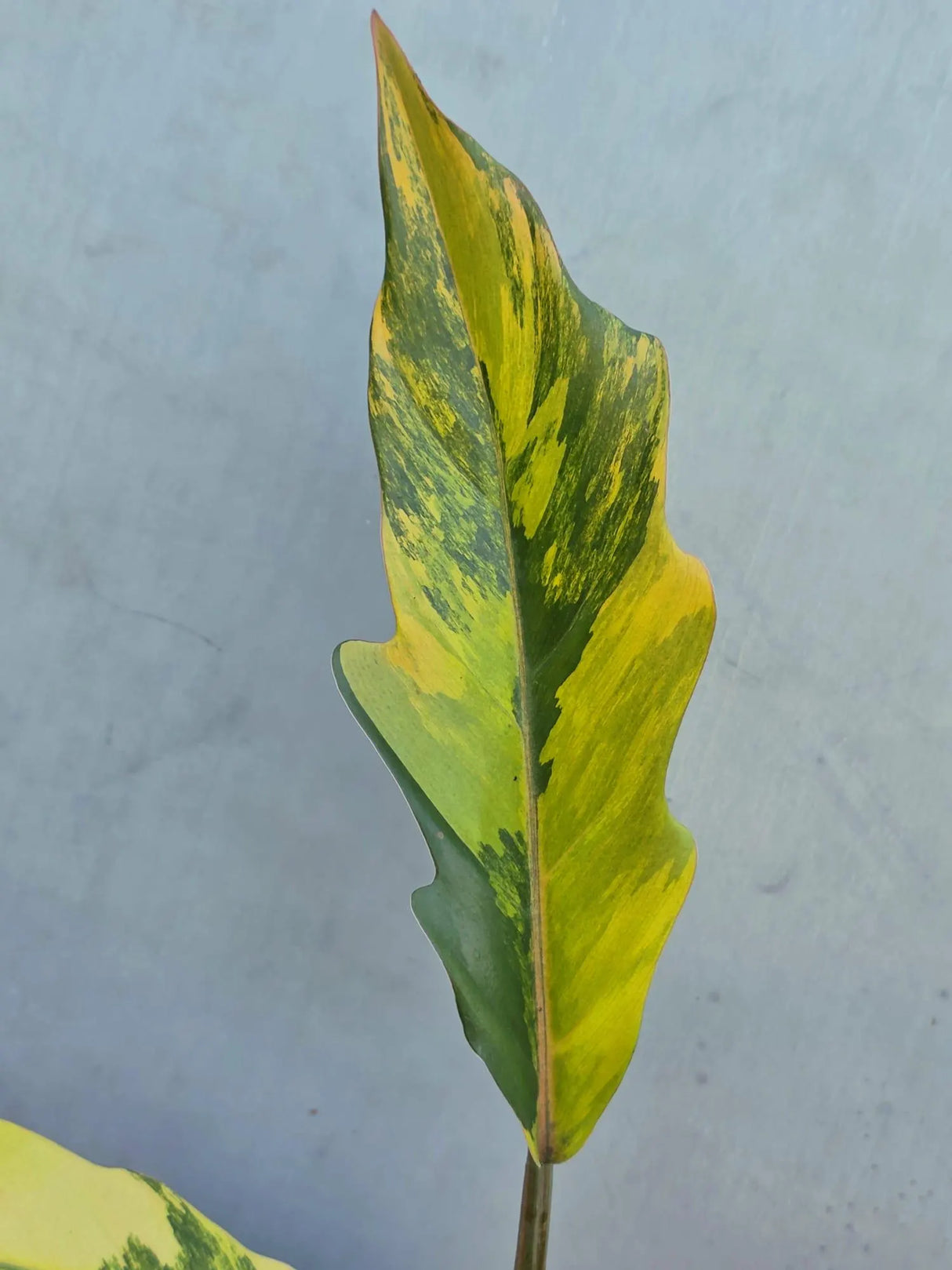 Philodendron Caramel Marble Variegated - EXACT Plant - (June-29-05-ER )