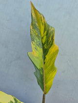 Philodendron Caramel Marble Variegated - EXACT Plant - (June-29-05-ER )