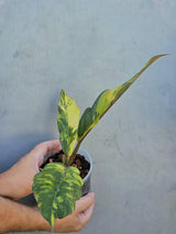 Philodendron Caramel Marble Variegated - EXACT Plant - (June-29-05-ER )