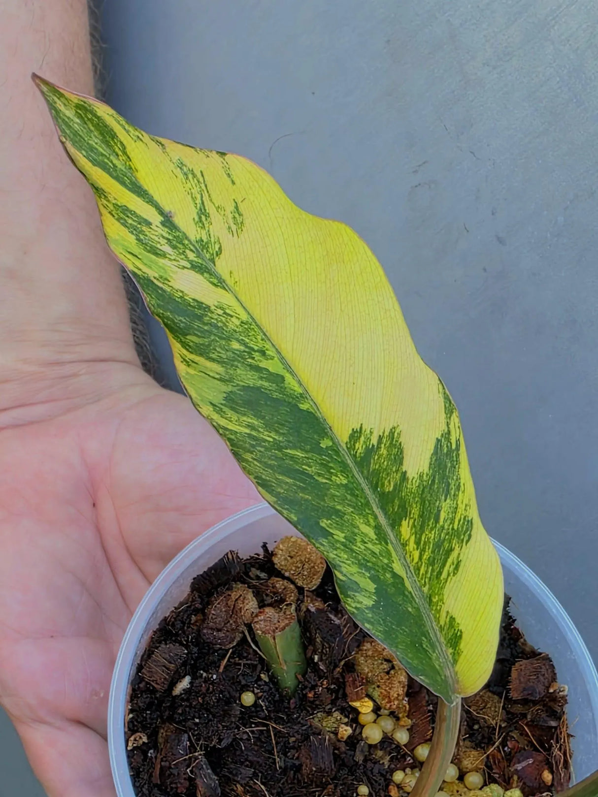 Philodendron Caramel Marble Variegated - EXACT Plant - (June-29-05-ER )