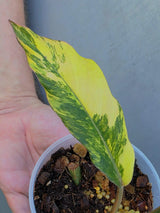 Philodendron Caramel Marble Variegated - EXACT Plant - (June-29-05-ER )