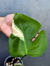 Variegated Monstera Albo - Rare White Monstera Borsigiana (June-29-08)