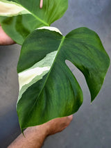 Variegated Monstera Albo - Rare White Monstera Borsigiana (June-29-08)