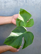 Variegated Monstera Albo - Rare White Monstera Borsigiana (June-29-08)