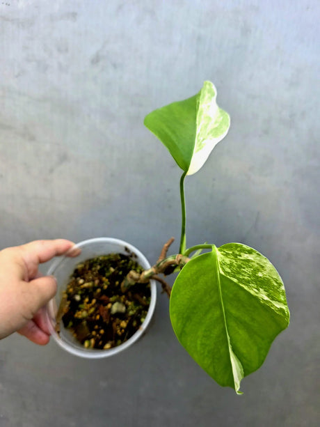 Variegated Monstera Albo - Rare White Monstera Borsigiana (June-29-09)