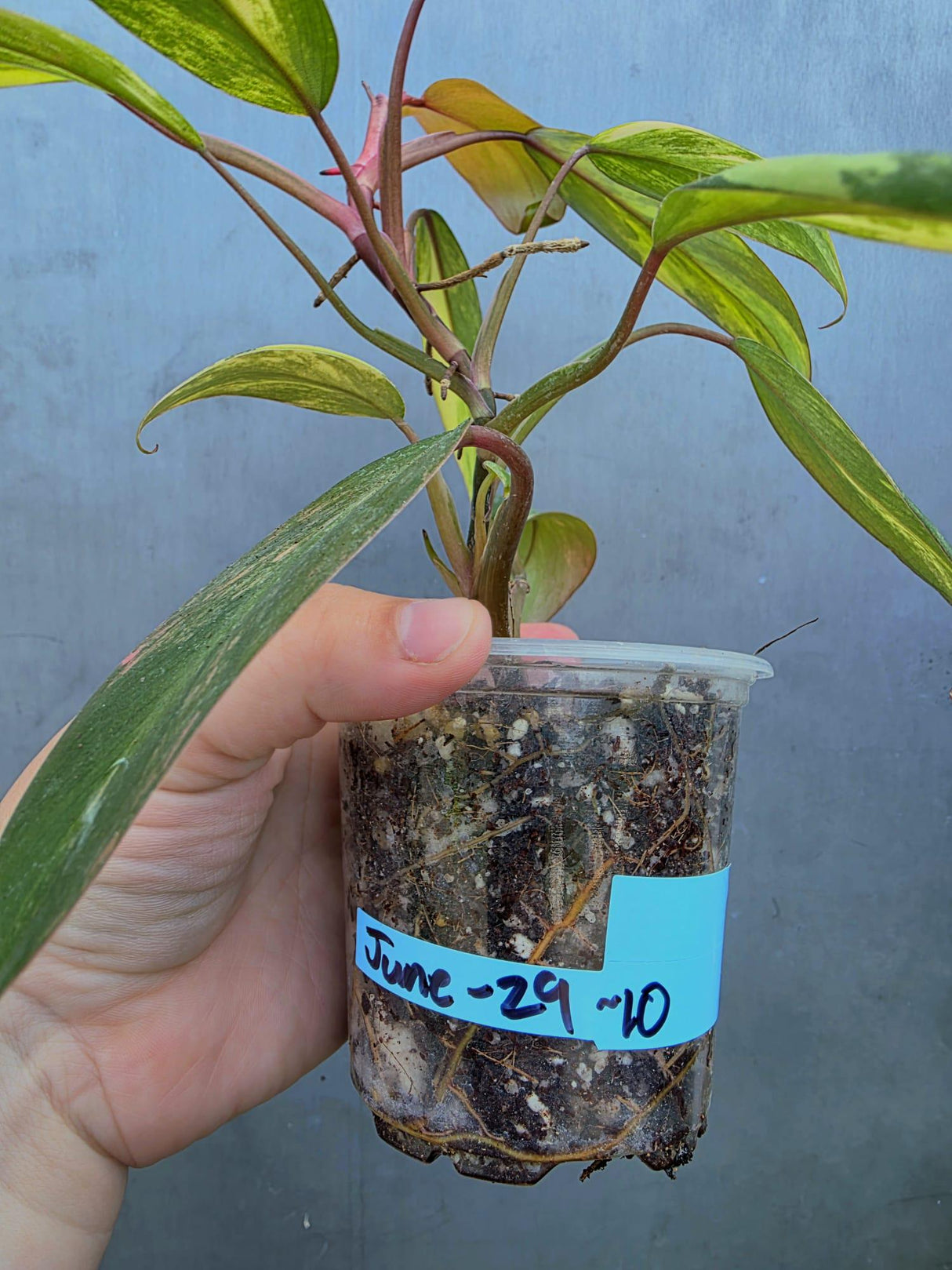 Variegated Philodendron Strawberry Shake - EXACT Plant (June-29-10)