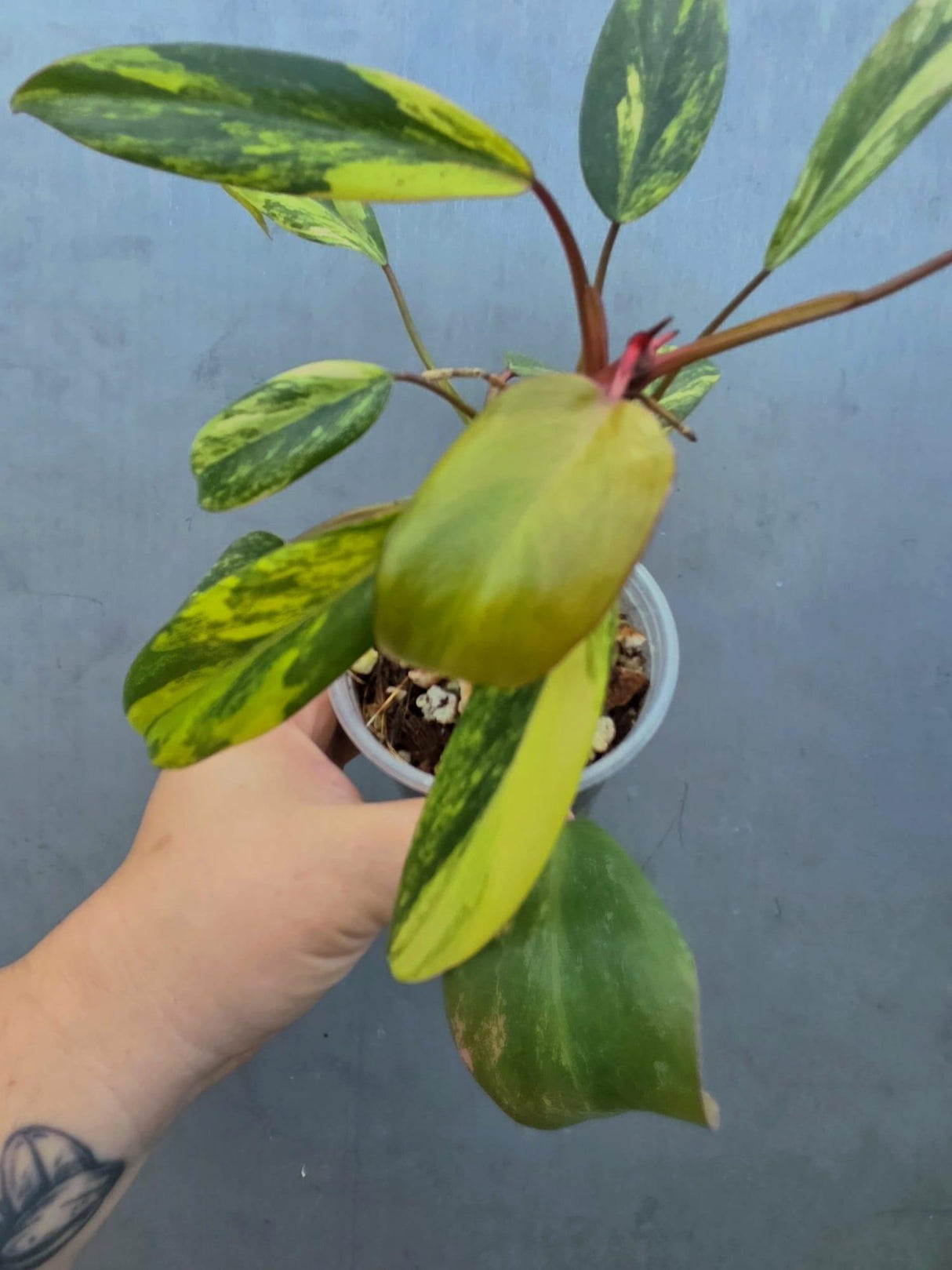 Variegated Philodendron Strawberry Shake - EXACT Plant (June-29-10)