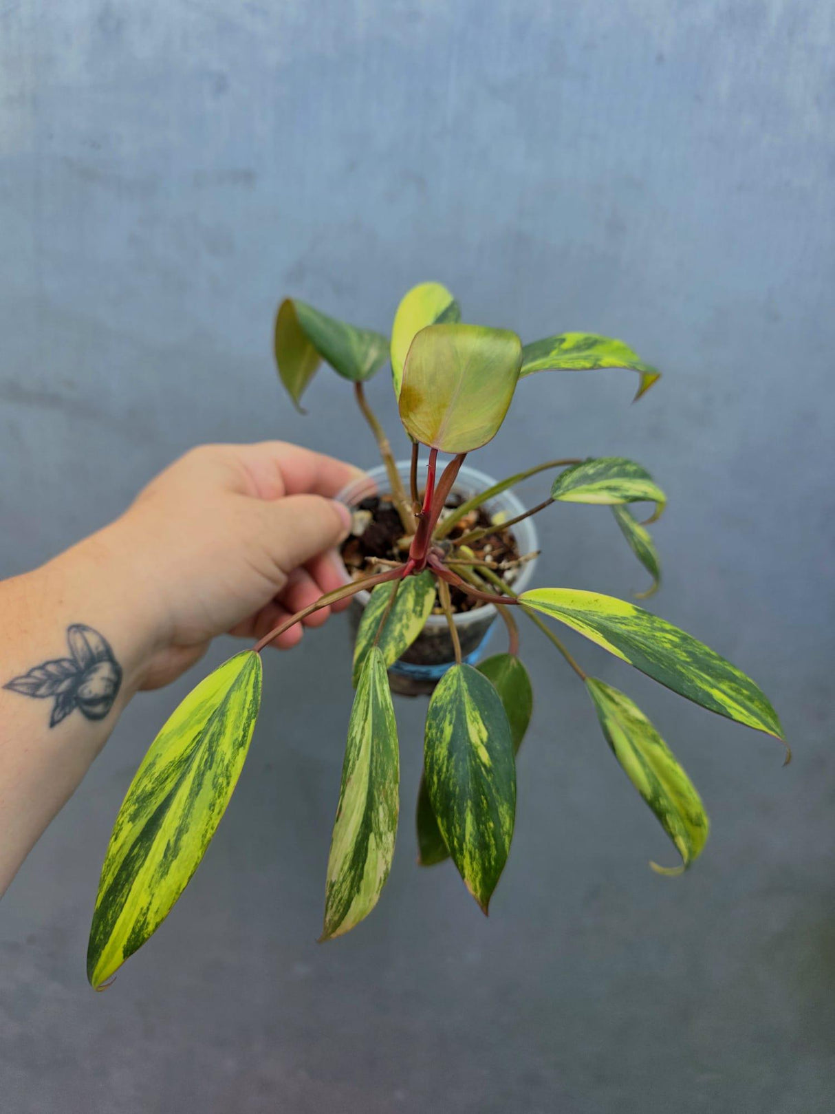 Variegated Philodendron Strawberry Shake - EXACT Plant (June-29-10)
