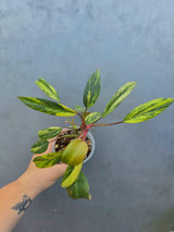 Variegated Philodendron Strawberry Shake - EXACT Plant (June-29-10)