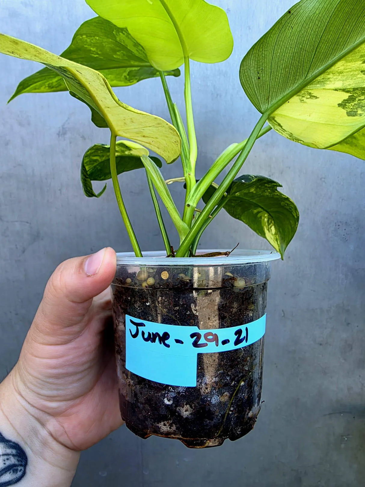 Variegated Philodendron Bipennifolium - Collector's Aroid (June-29-21)