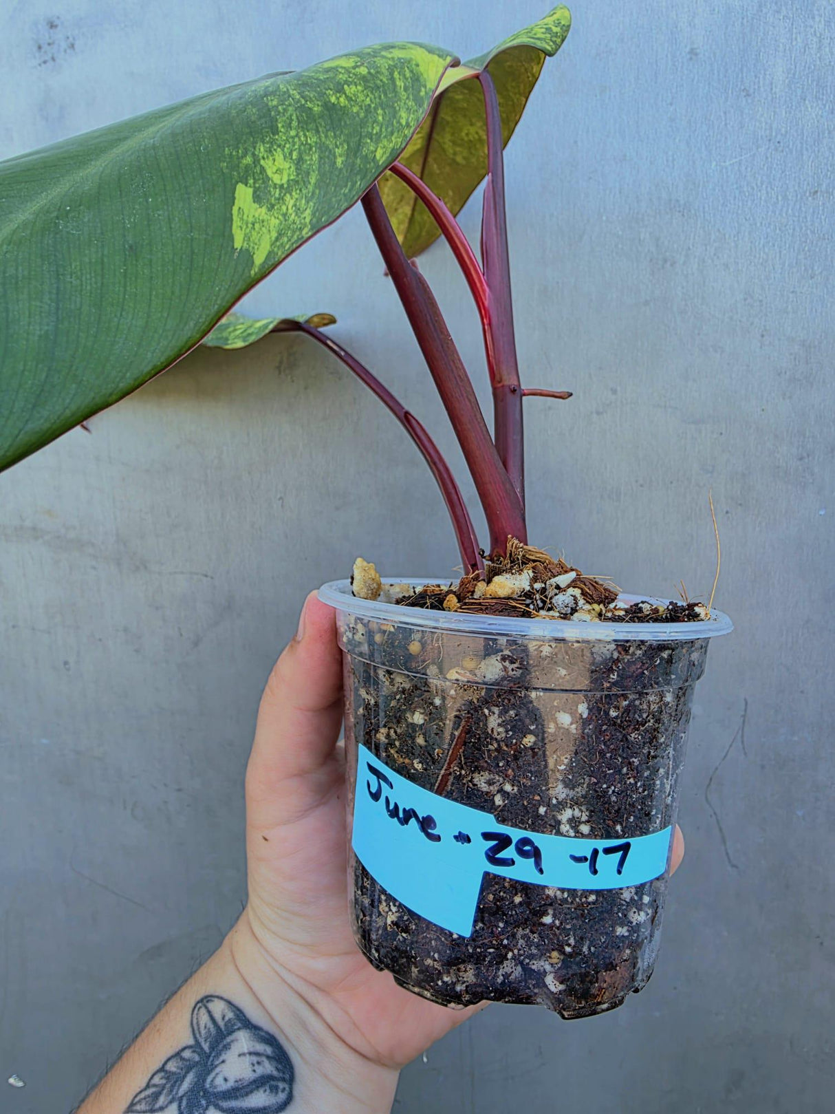 Variegated Philodendron Strawberry Shake Live Plant - EXACT Plant (June-29-17)