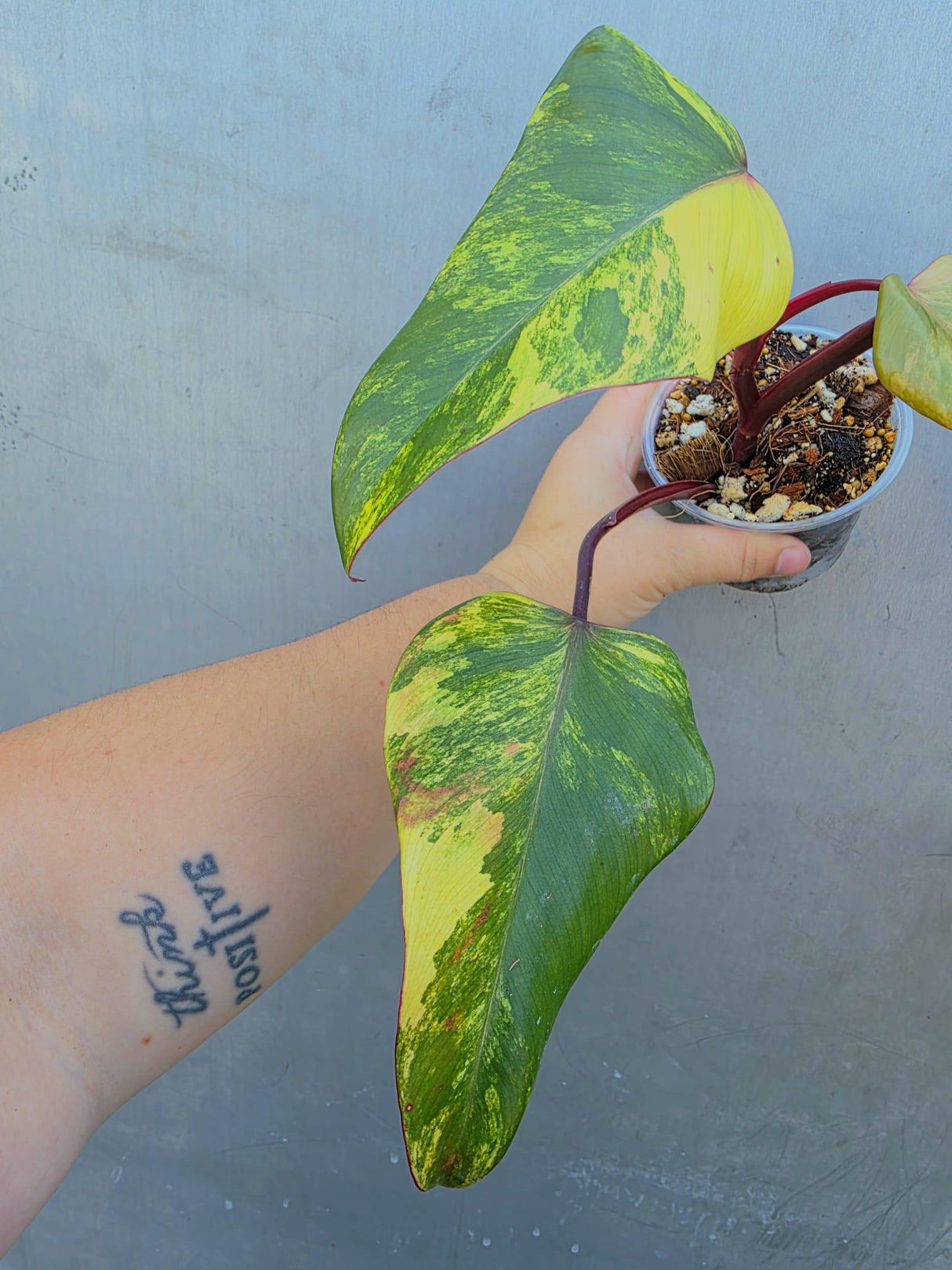Variegated Philodendron Strawberry Shake Live Plant - EXACT Plant (June-29-17)