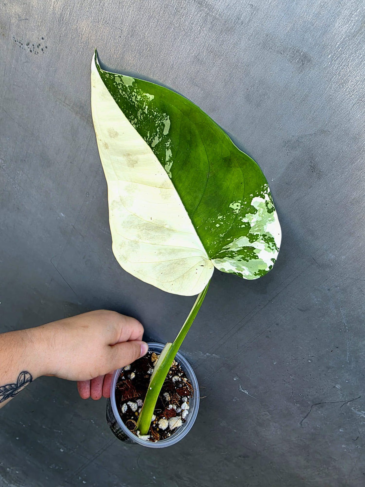 Syngonium Chiapense Albo Variegated - Stunning Aroid - Exact Plant (June-29-14)