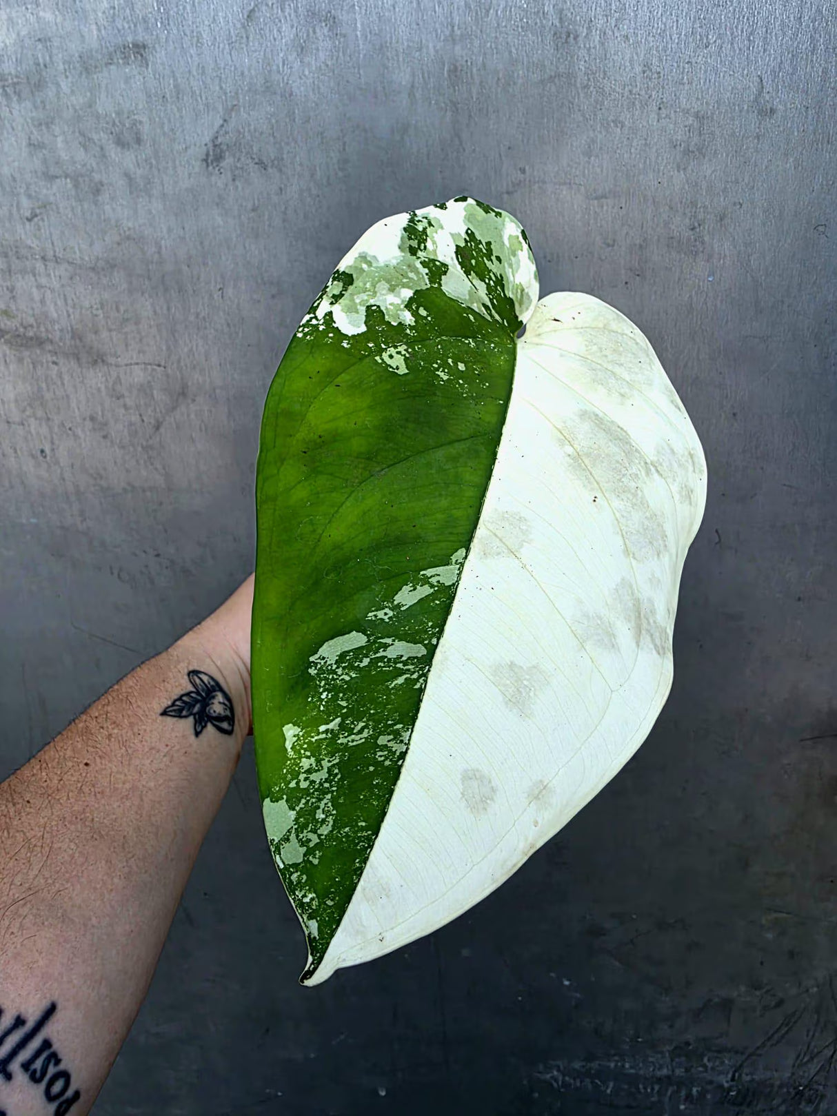 Syngonium Chiapense Albo Variegated - Stunning Aroid - Exact Plant (June-29-14)