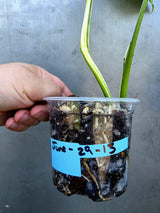 Variegated Monstera Albo Half-Moon Leaf Plant - Albo Borsigiana (June-29-13)