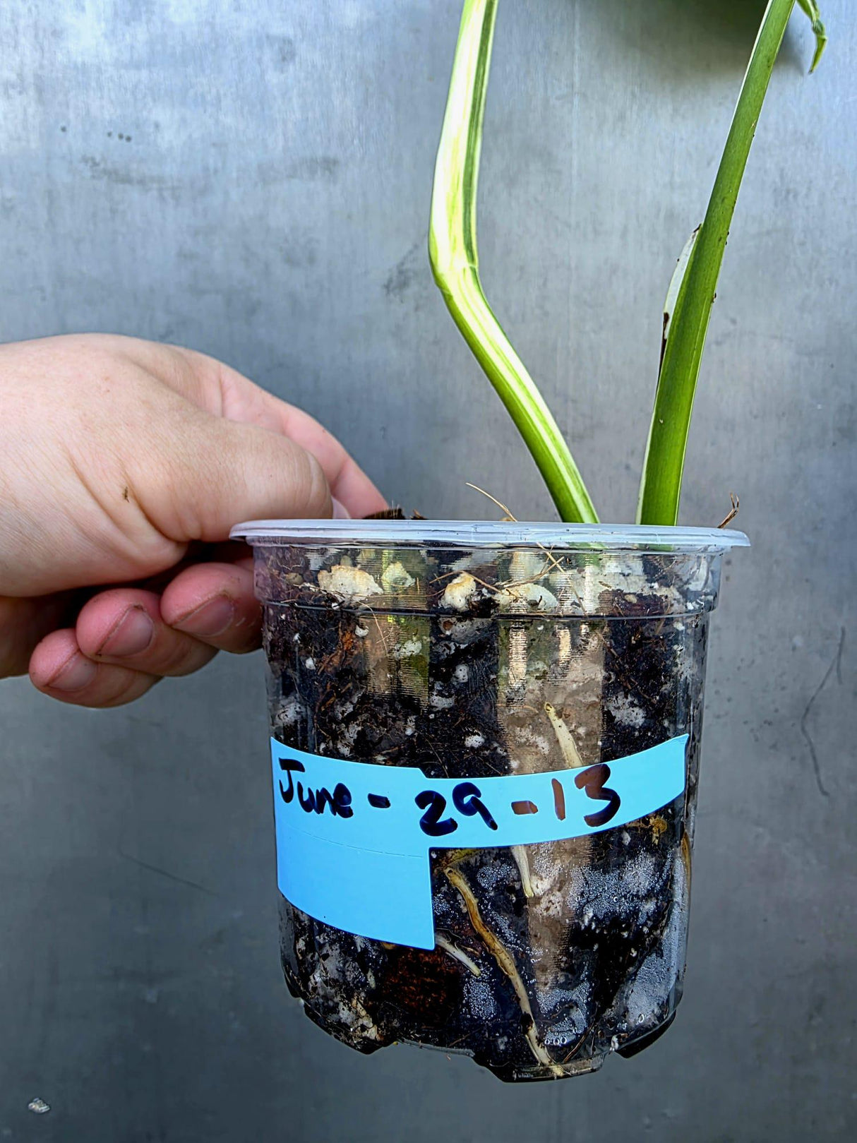 Variegated Monstera Albo - Rare White Monstera Borsigiana Baby Leaf(June-29-12)