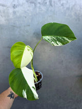 Variegated Monstera Albo Half-Moon Leaf Plant - Albo Borsigiana (June-29-13)
