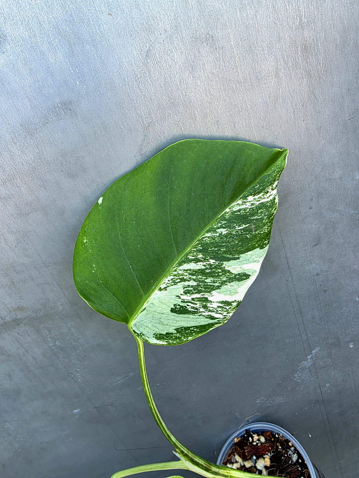 Variegated Monstera Albo Half-Moon Leaf Plant - Albo Borsigiana (June-29-13)