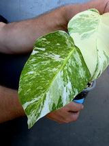 Variegated Monstera Albo - Rare White Monstera Borsigiana Baby Leaf(June-29-12)