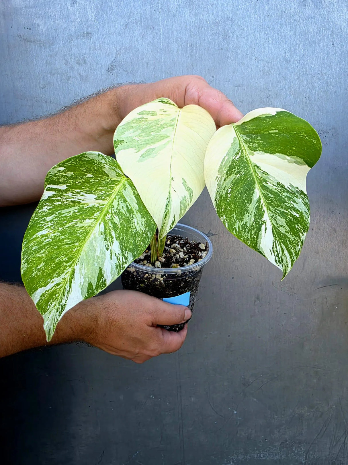 Variegated Monstera Albo - Rare White Monstera Borsigiana Baby Leaf(June-29-12)