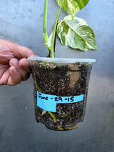 Variegated Monstera Albo - Rare White Monstera Borsigiana (June-29-15)