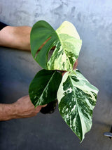 Variegated Monstera Albo - Rare White Monstera Borsigiana (June-29-15)