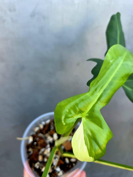 Variegated Golden Dragon Philodendron - EXACT Plant -(June-29-20)