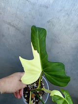 Variegated Golden Dragon Philodendron - EXACT Plant -(June-29-20)