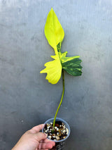 Variegated Philodendron Florida Beauty x Mayo (June-29-18-ER )