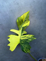 Variegated Philodendron Florida Beauty x Mayoi (June-29-16-ER )