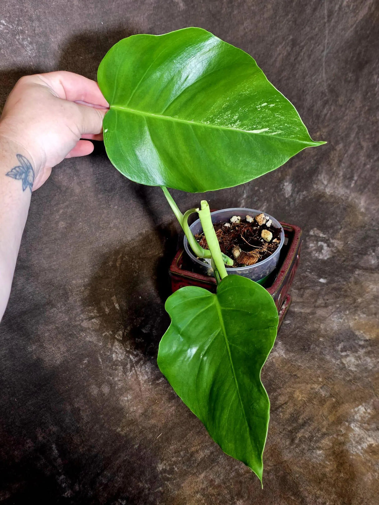 Low Variegated Monstera Albo - Rare White Monstera Borsigiana EXACT Plant (June-16-16)