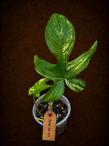 Philodendron Florida Beauty Variegated - Rare Collector Plant - (June-29-01)