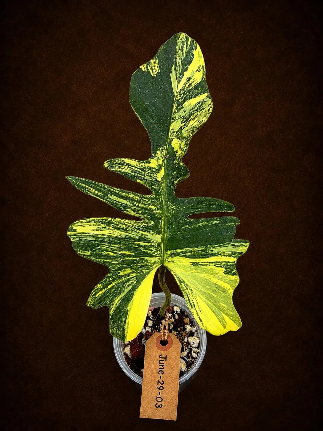 Variegated Philodendron Florida Beauty x Mayoi - Rare Plant (June-29-03-ER )