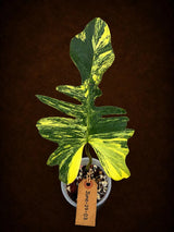 Variegated Philodendron Florida Beauty x Mayoi - Rare Plant (June-29-03-ER )