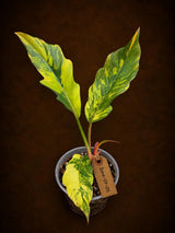Philodendron Caramel Marble Variegated - EXACT Plant - (June-29-05-ER )