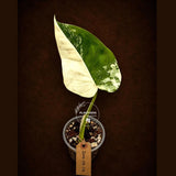 Syngonium Chiapense Albo Variegated - Stunning Aroid - Exact Plant (June-29-14)
