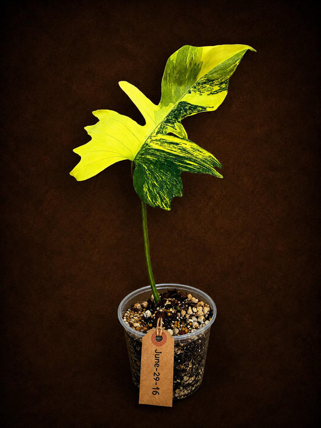 Variegated Philodendron Florida Beauty x Mayoi (June-29-16-ER )