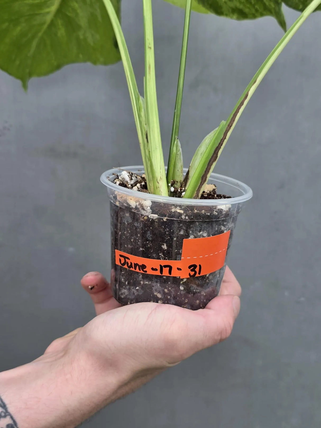Monstera Bulbasaur Variegated – Rare Live Plant – US Seller (June-17-31)