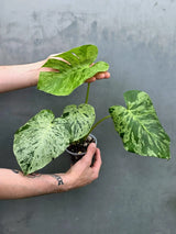 Monstera Bulbasaur Variegated – Rare Live Plant – US Seller (June-17-31)