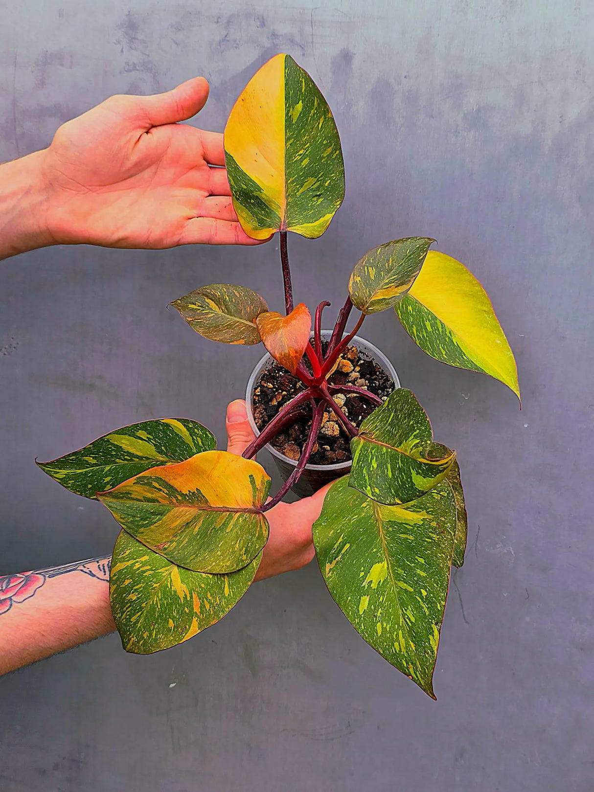 Variegated Philodendron Orange Princess - Rare Exact Plant (June-17-17)